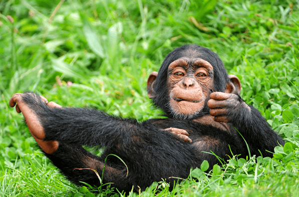 7 Days Midrange Uganda Gorilla and Chimpanzee Safari