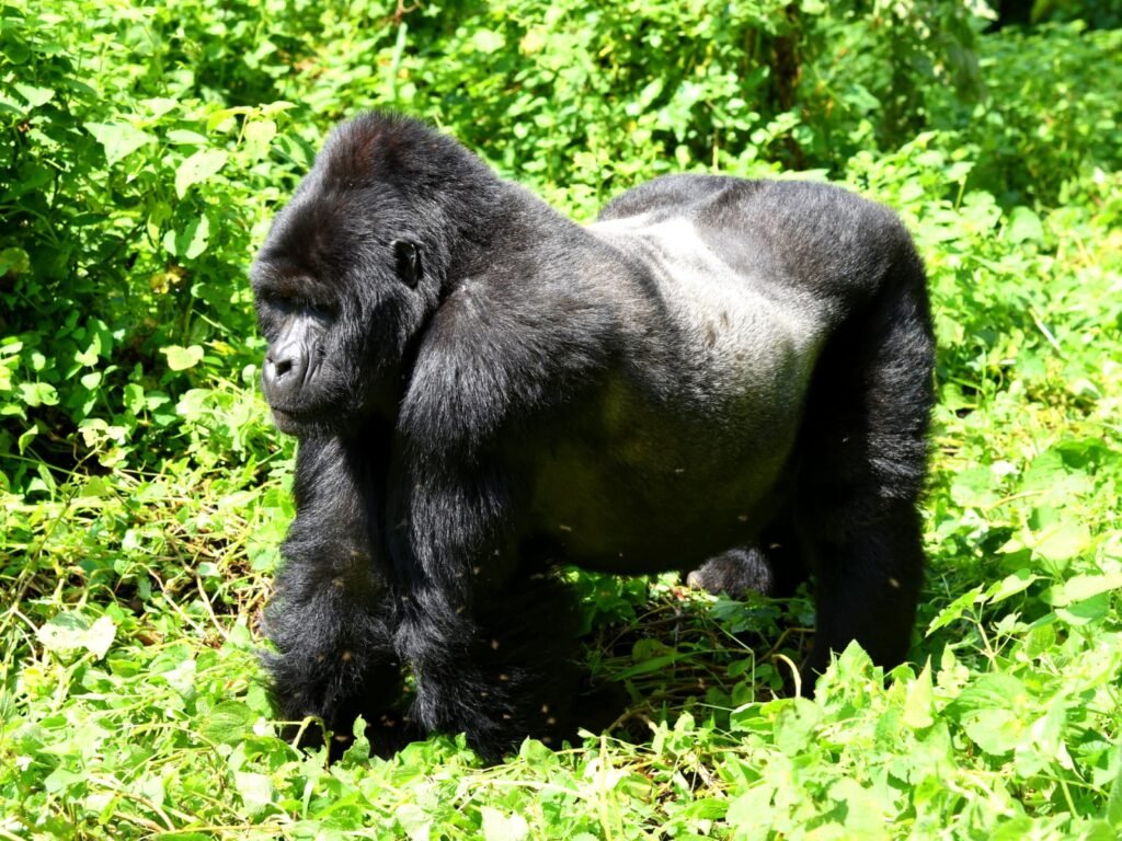7 Days Midrange Primate Safari Uganda