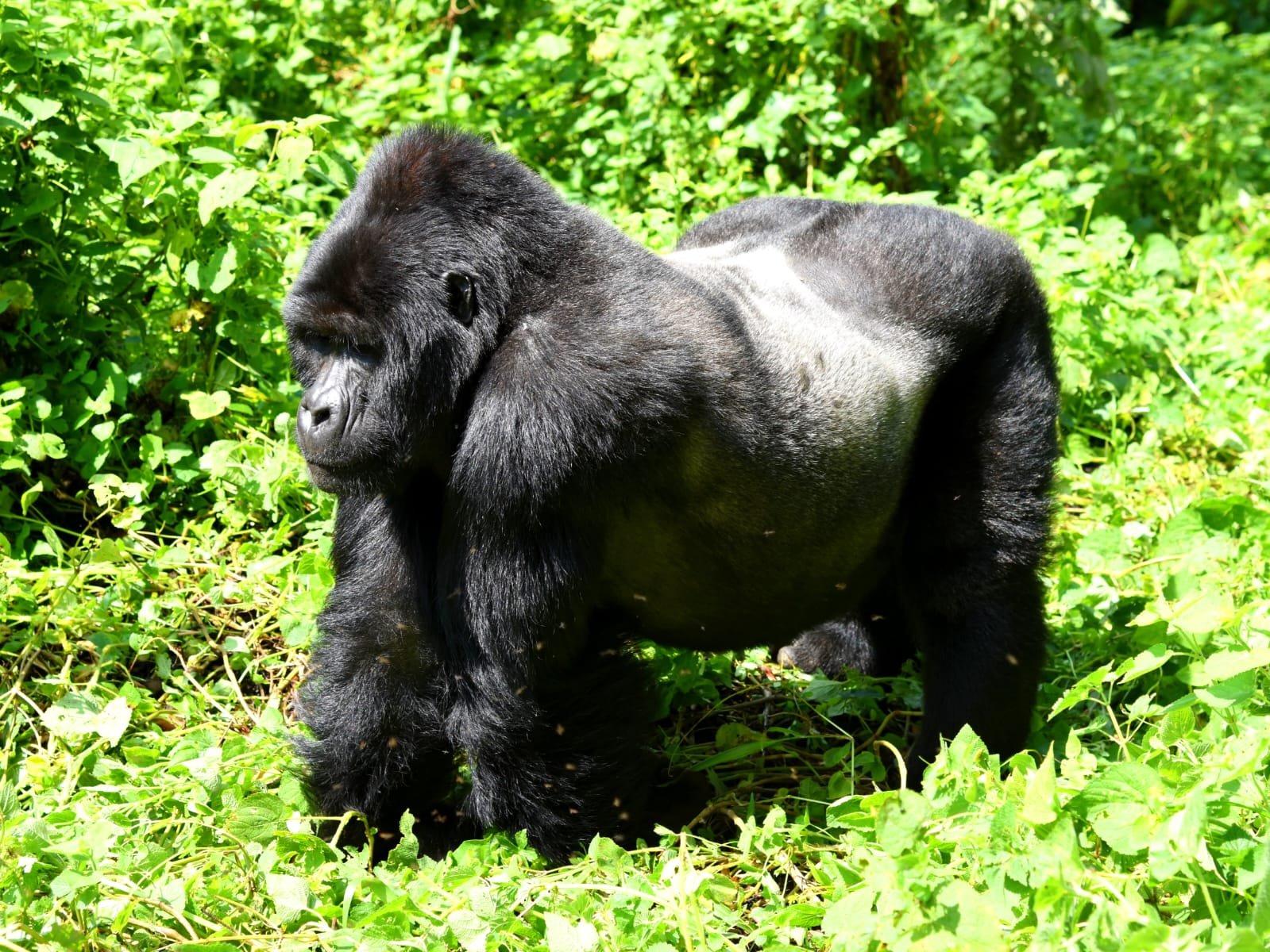 Mountain gorilla encounter in Uganda