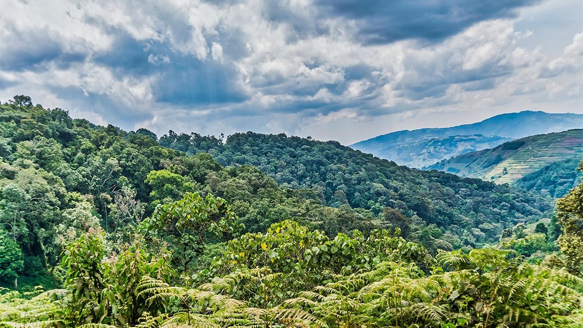 Bwindi Impenetrable National Park Midrange Uganda Safari