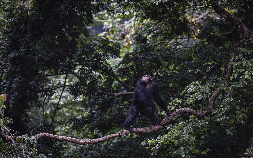 Kibale Forest National Park chimpanzee trekking Uganda