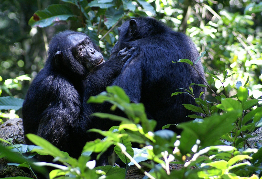 Chimpanzee tracking safari in Uganda