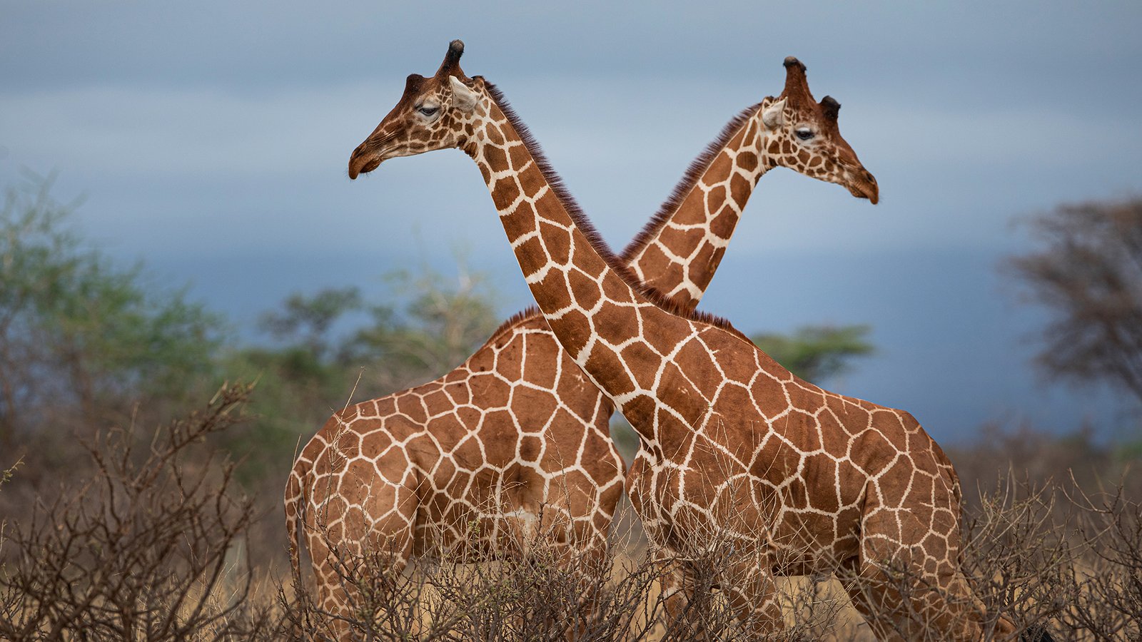 Giraffe on a wildlife safari in Uganda