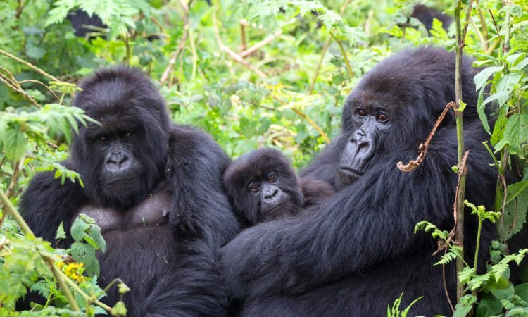 10 Days Midrange Uganda Safari