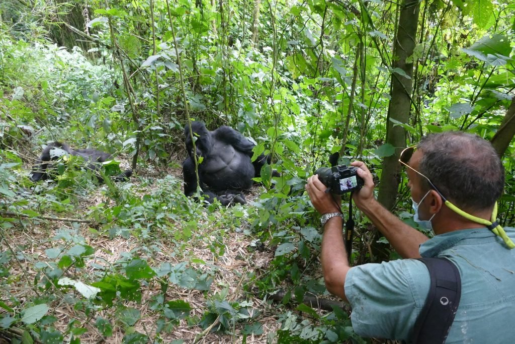Gorilla habituation experience in Uganda