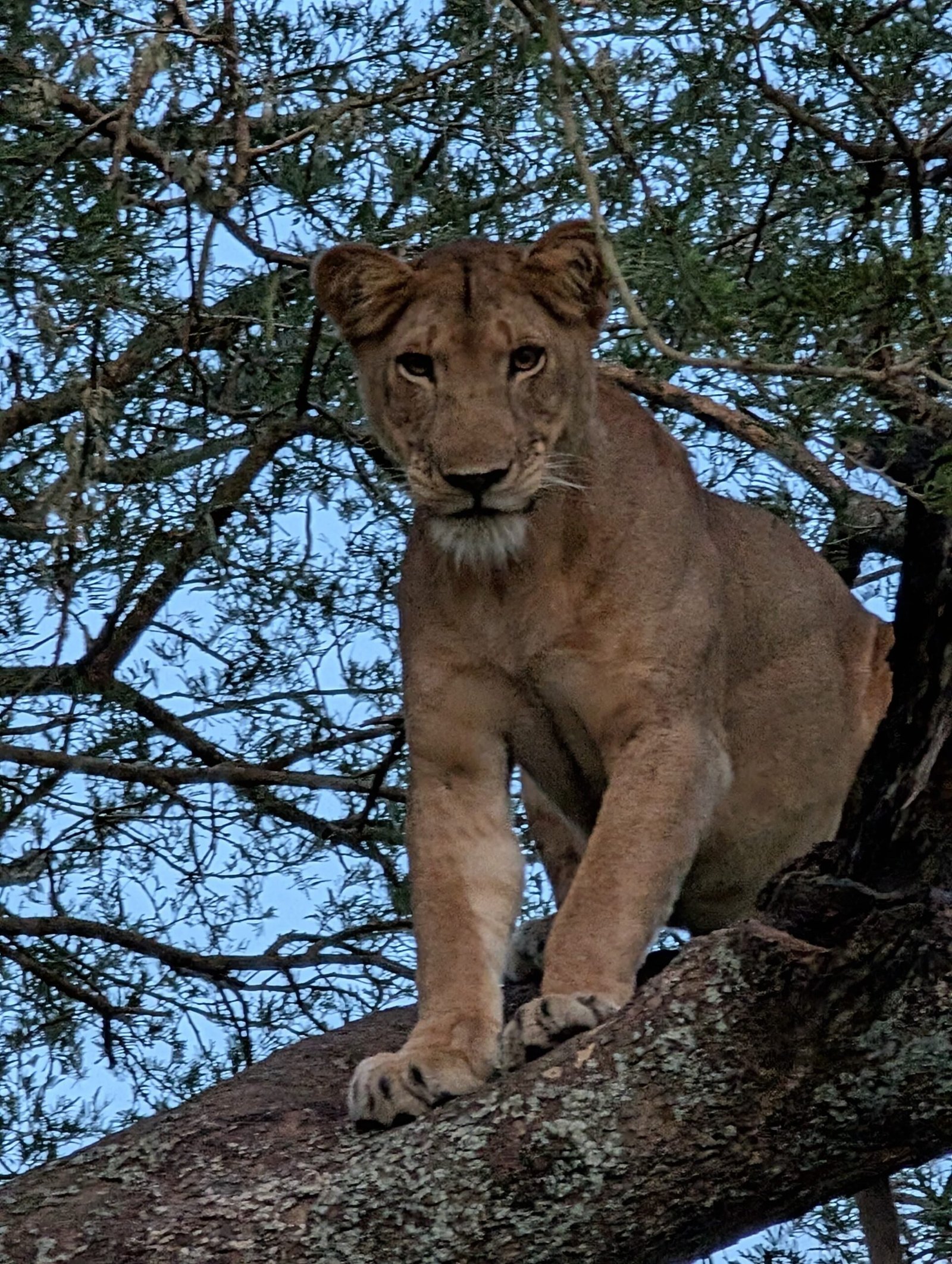 Lion on a wildlife safari in Uganda