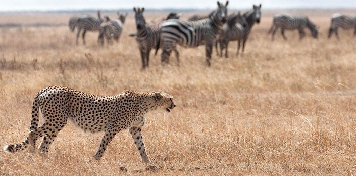 Kidepo Valley National Park wildlife safari in Uganda