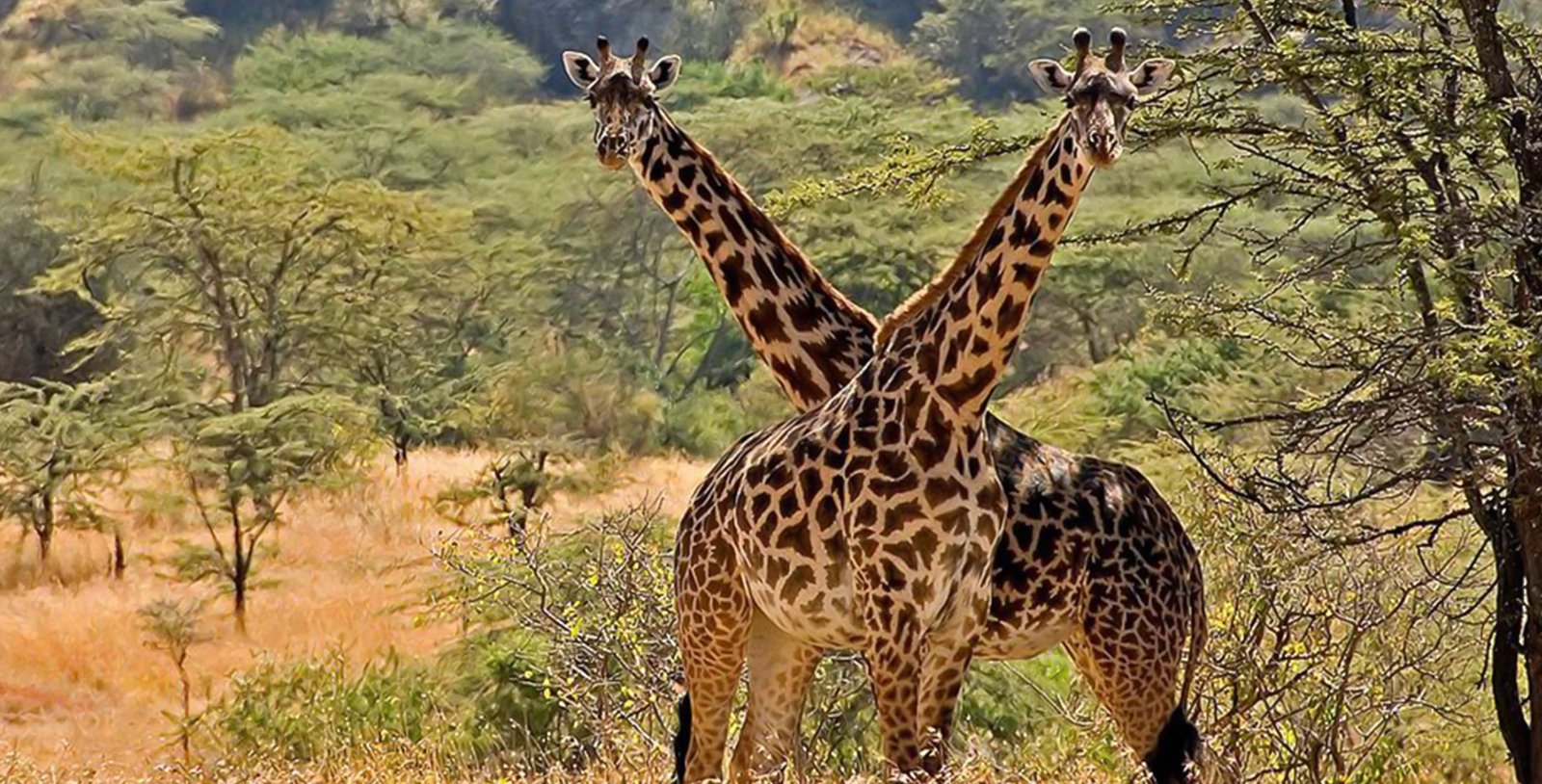 Kidepo Valley wildlife safari and savannah landscape in Uganda