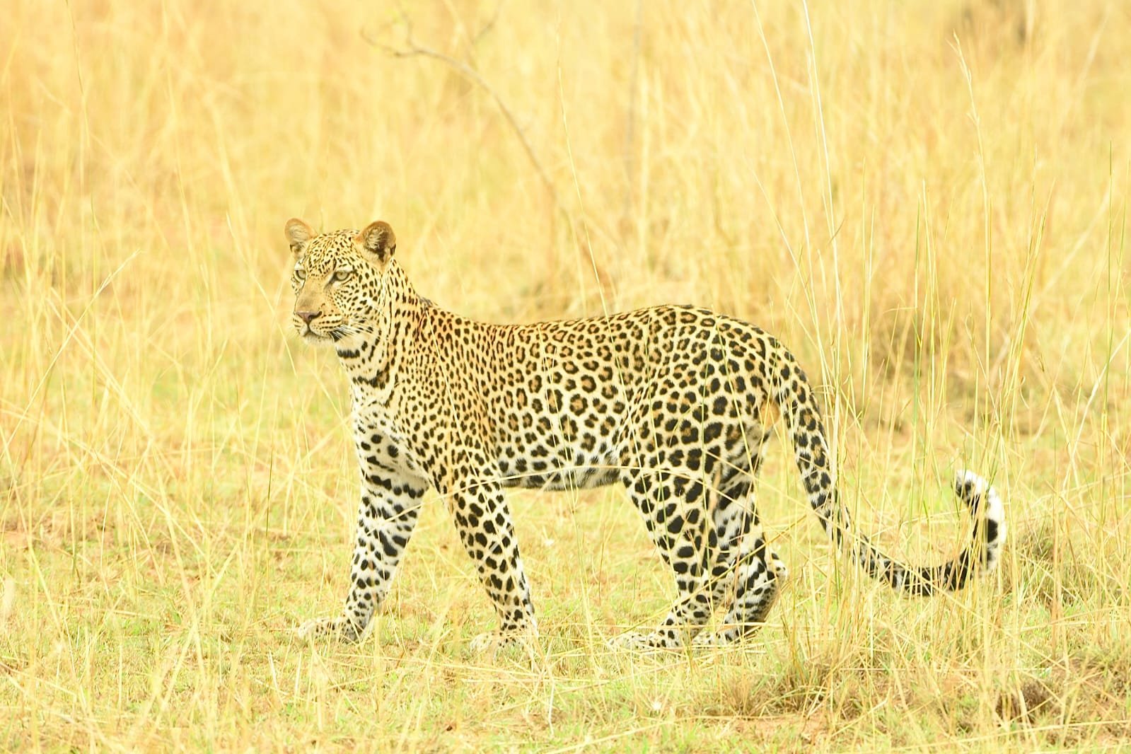 Leopard on a wildlife safari in Uganda