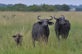 African buffalo on safari in Uganda