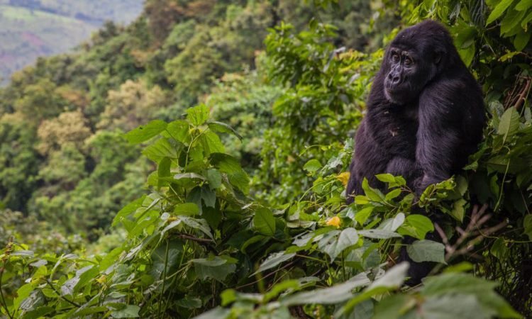 4 Days Midrange Bwindi Gorilla Safari Uganda