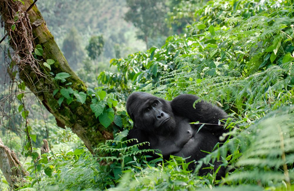 Gorilla trekking in Bwindi Impenetrable National Park Uganda