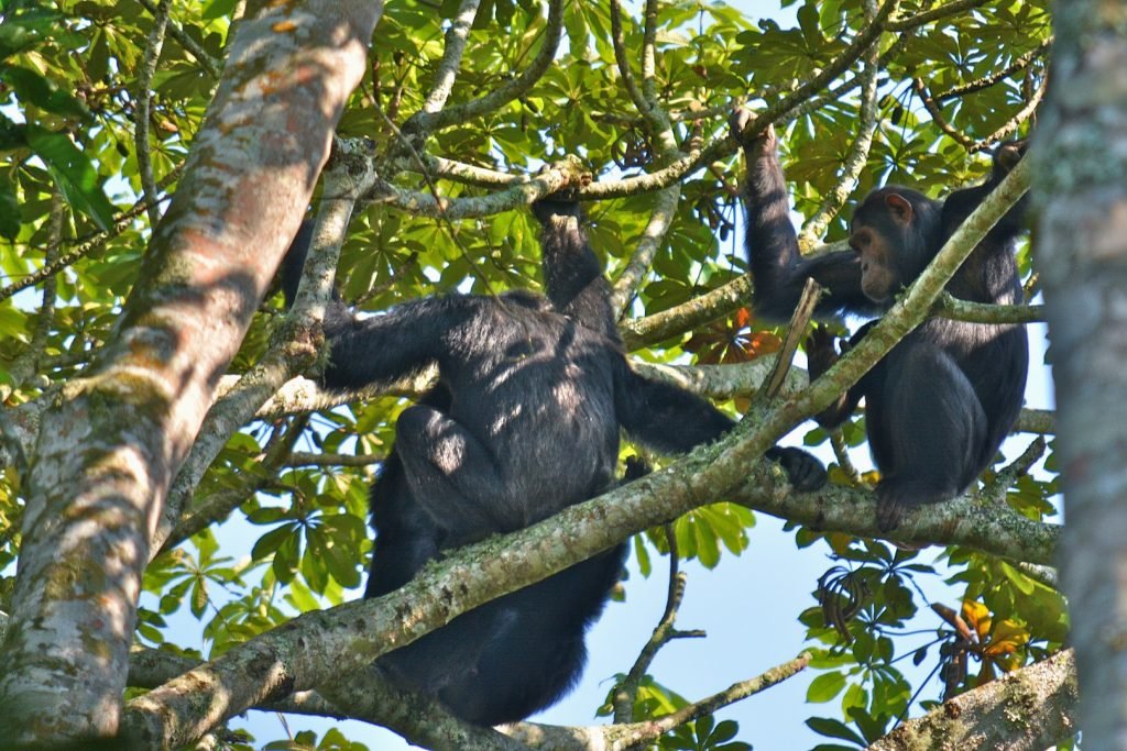 Chimpanzee trekking in Kyambura Gorge Uganda