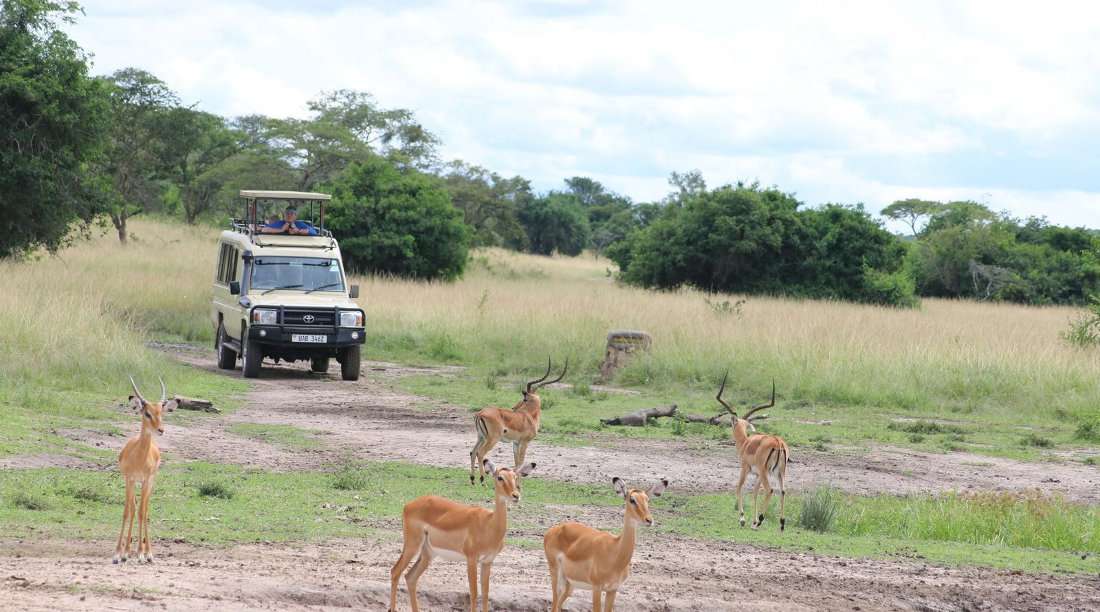 Midrange game drive safari in Uganda