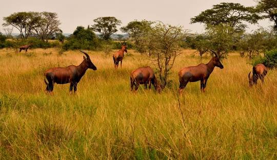 Queen Elizabeth National Park wildlife safari in Uganda