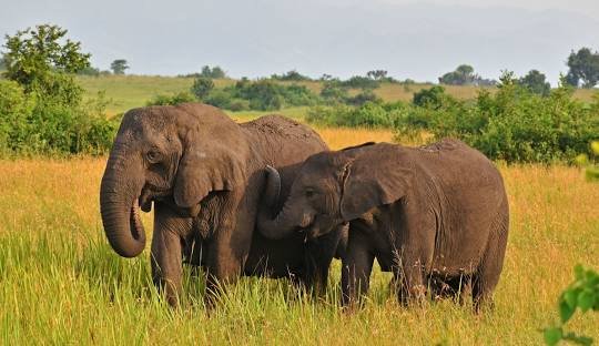 Queen Elizabeth National Park Midrange Uganda Safari