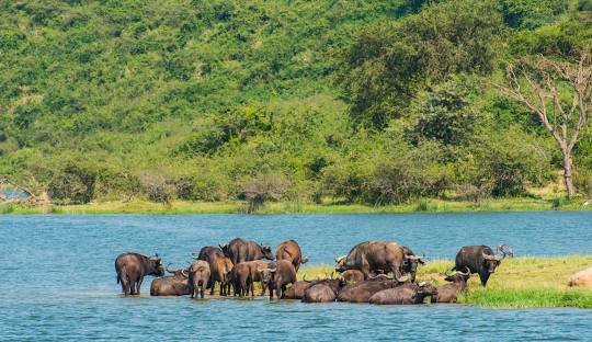 Wildlife safari experience in Queen Elizabeth National Park Uganda