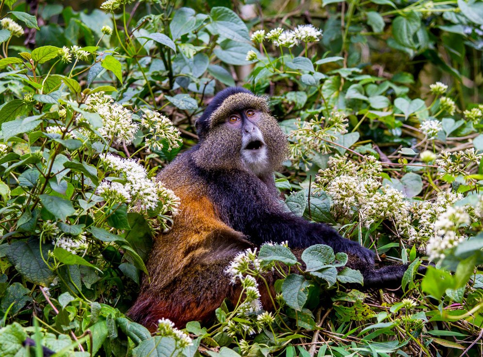 Golden monkey trekking in Mgahinga Gorilla National Park Uganda