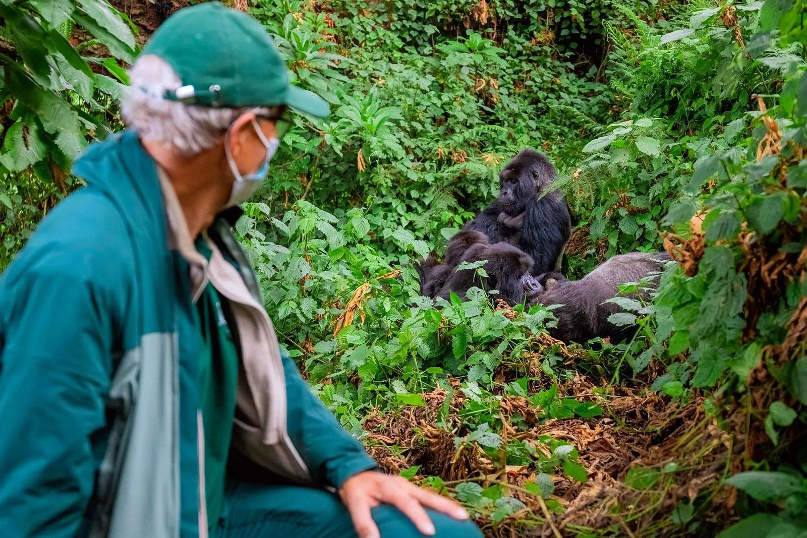 Midrange gorilla trekking safari in Uganda