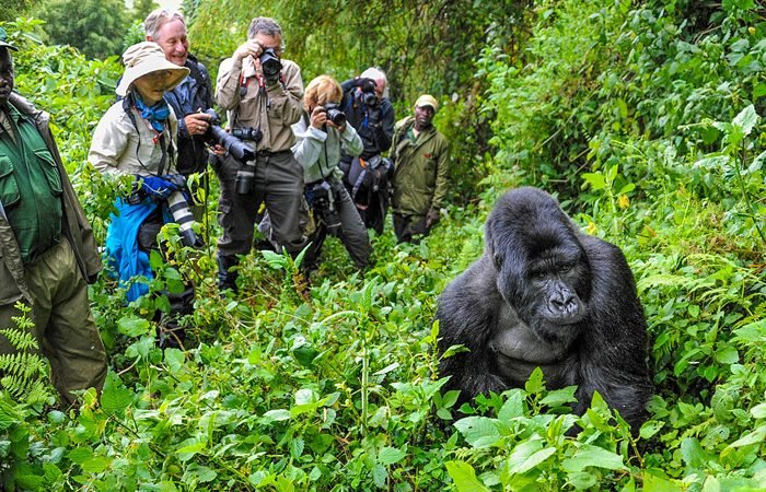 3 Days Uganda Midrange Gorilla Safari