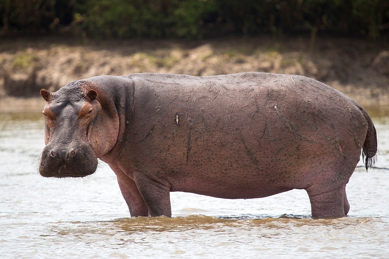 Hippo on a boat safari in Uganda