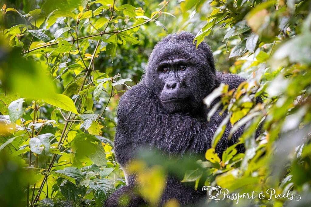 3 Days Uganda Midrange Safari
