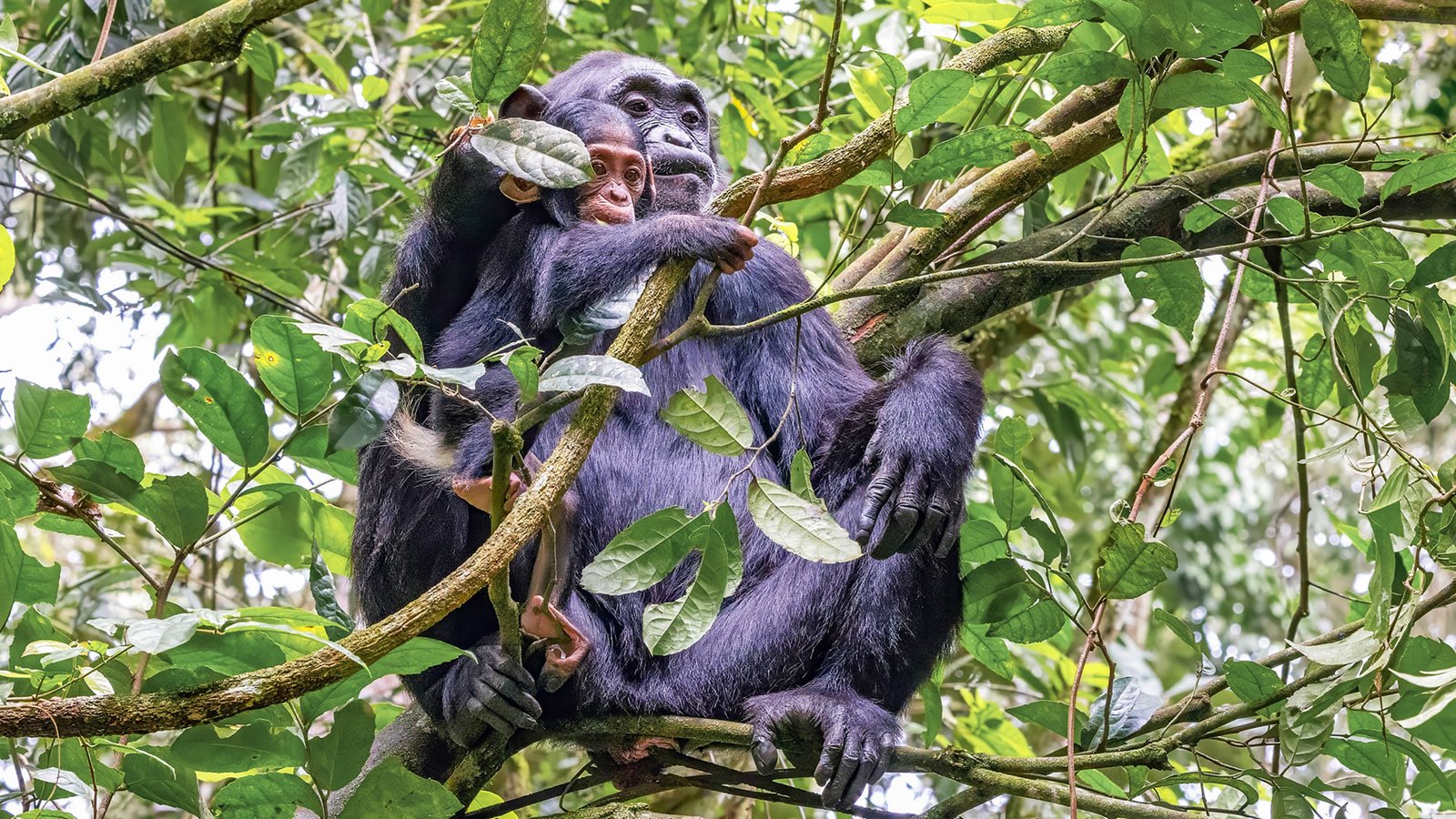 Chimpanzee trekking in Kibale National Park Uganda