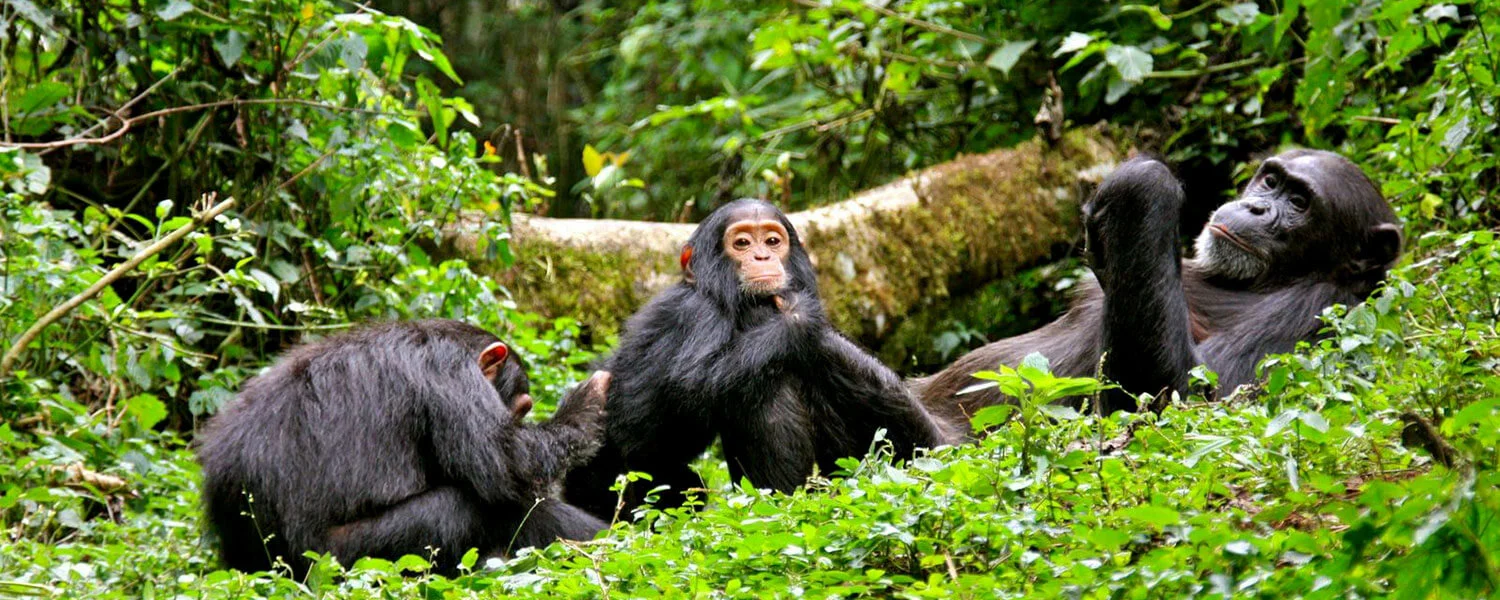 Chimpanzee trekking safari in Kibale National Park Uganda