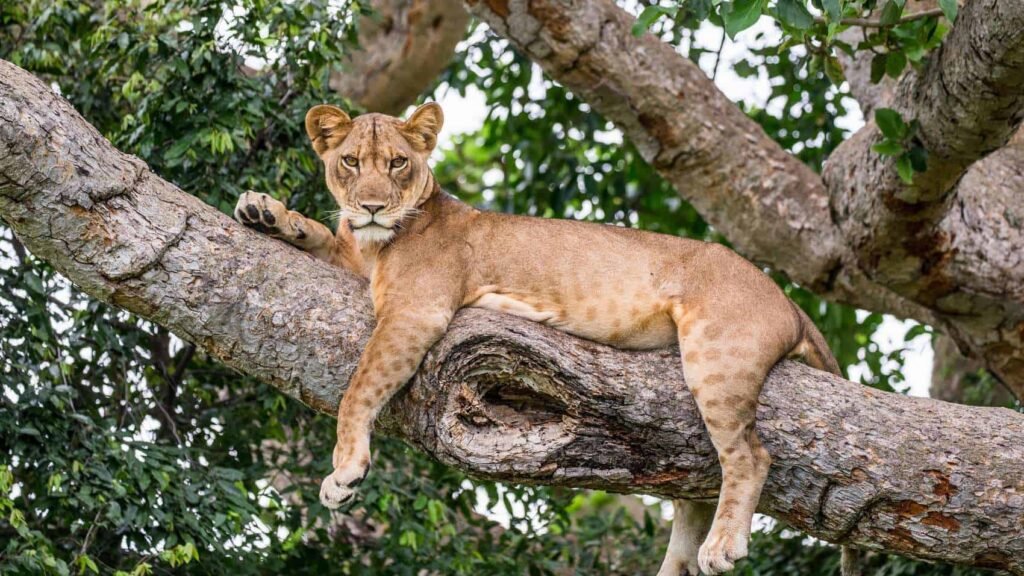 5 Days Uganda Midrange Gorilla and Wildlife Safari