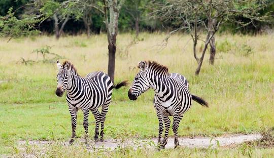 Zebras in Lake Mburo National Park Uganda