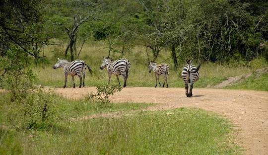 Lake Mburo National Park Midrange Uganda Safari