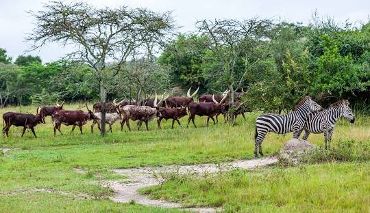 Wildlife and savannah scenery in Lake Mburo National Park Uganda