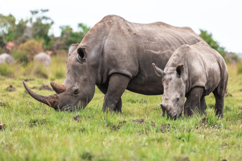 Rhino tracking experience in Uganda