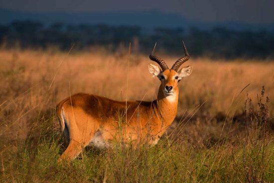 Uganda kob in Queen Elizabeth National Park on wildlife safari