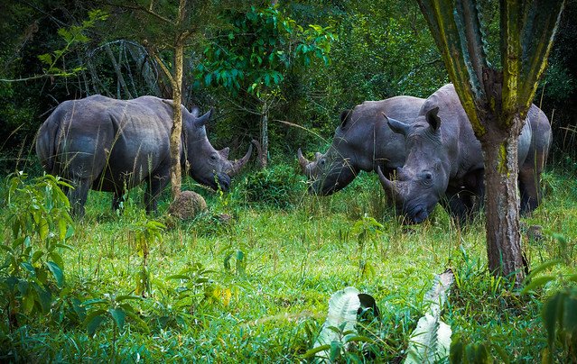 Ziwa Rhino Sanctuary wildlife safari in Uganda