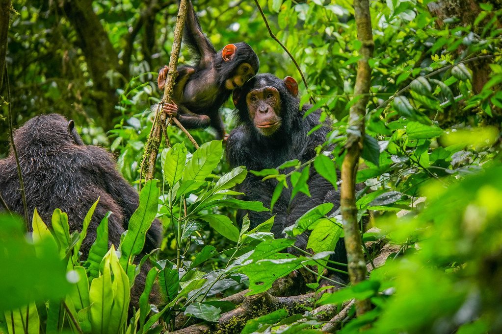 9 Days Midrange Uganda Primate and Wildlife Safari